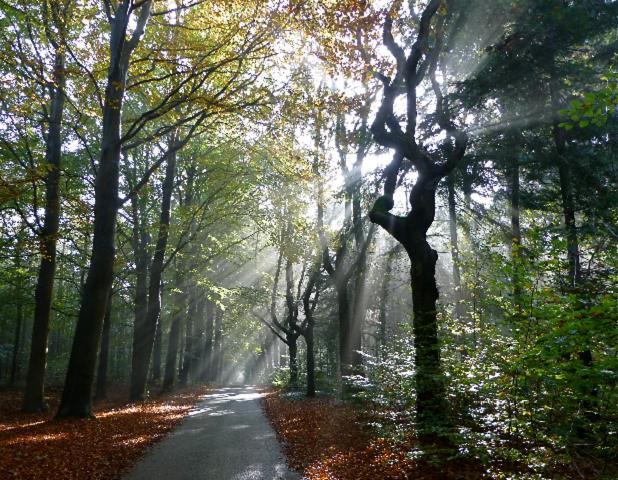 De Patrijs Villa Oudemirdum Dış mekan fotoğraf